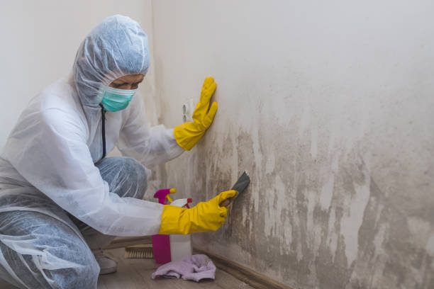 Biohazard Mold Removal in Ozark, AL