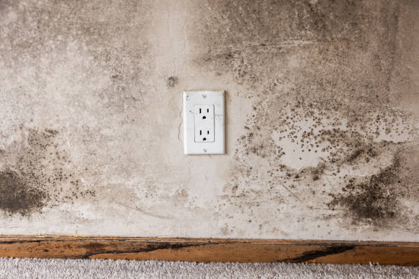 Best Mold Removal for HVAC Installations  in Ozark, AL